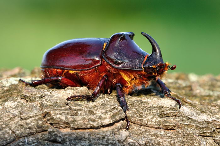 Жук носорог обыкновенный (Oryctes nasicornis) - самец