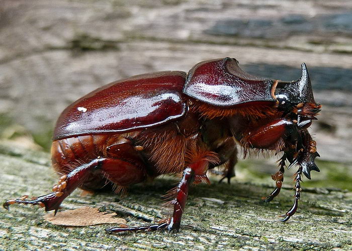 Жук носорог обыкновенный (Oryctes nasicornis)