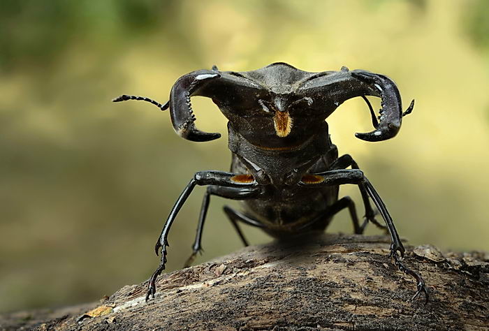 Жук-олень (Lucanus cervus)