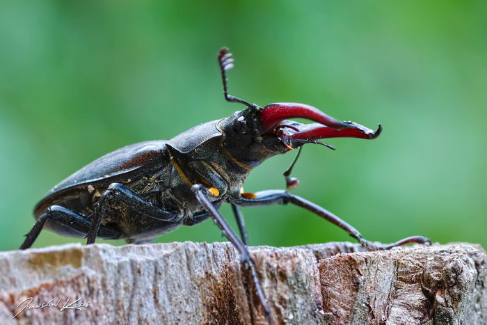 Жук-олень (Lucanus cervus)