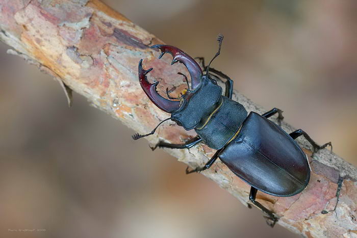 Жук-олень (Lucanus cervus)