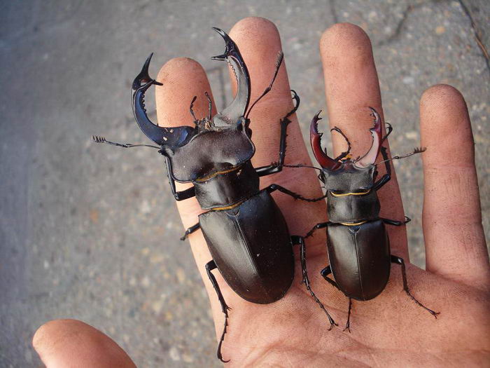 Жук-олень (Lucanus cervus)