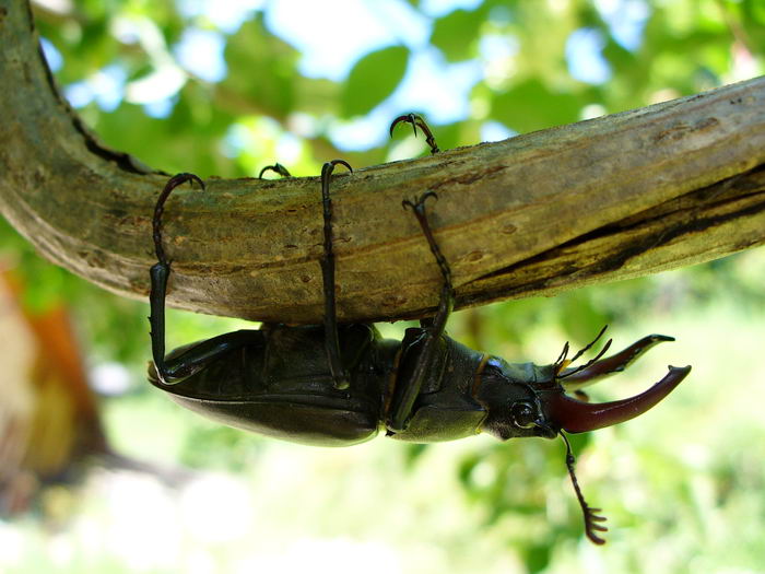 Жук-олень (Lucanus cervus)