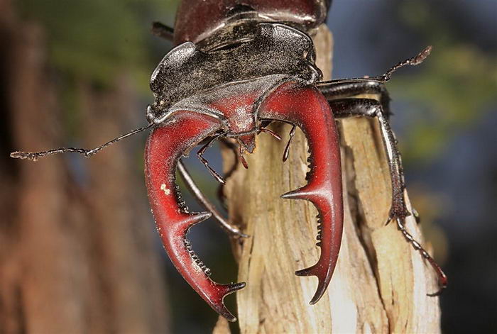 Жук-олень (Lucanus cervus)