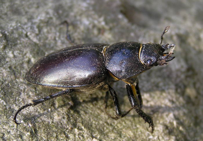 Жук-олень (Lucanus cervus)