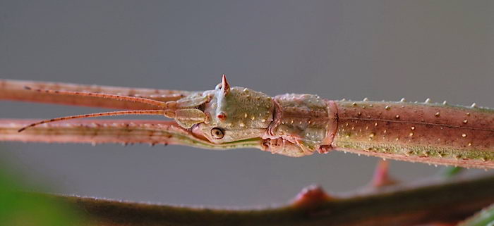 Палочник аннамский Baculum extradentatum - голова