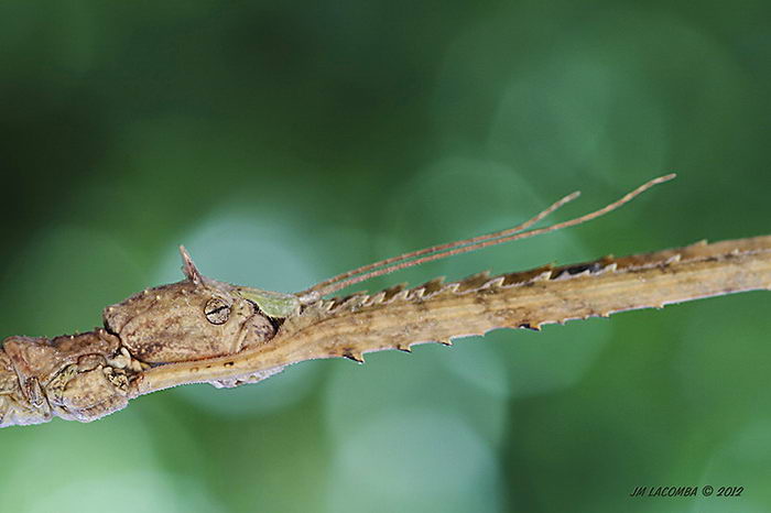 Палочник аннамский Baculum extradentatum