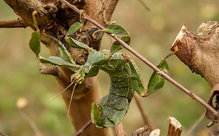 Австралийский палочник Extatosoma Tiaratum