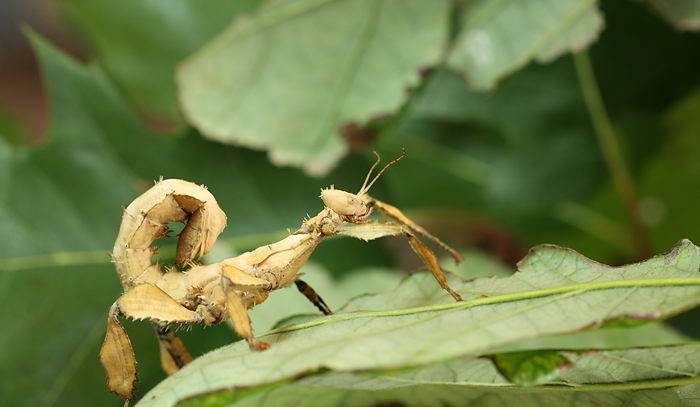 Палочник австралийский Extatosoma Tiaratum