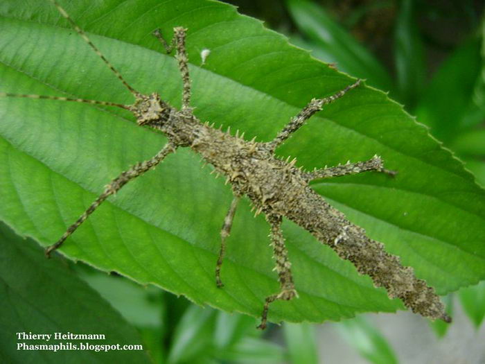 Калимантанский Obrimus asperrinus (эврикант)