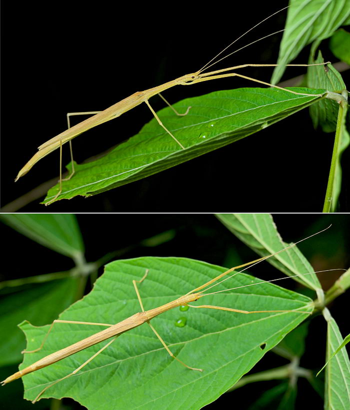 Мадагаскарский сипилус Sipyloidea sipylus