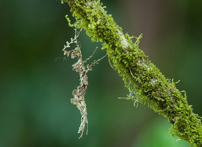 Палочник мшистый Trychopeplus laciniatus