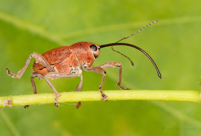 Долгоносик желудевый (Curculio glandium)