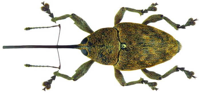 Долгоносик желудевый (Curculio glandium)