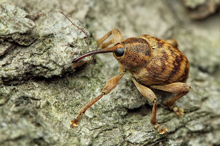 Долгоносик желудевый (Curculio glandium)