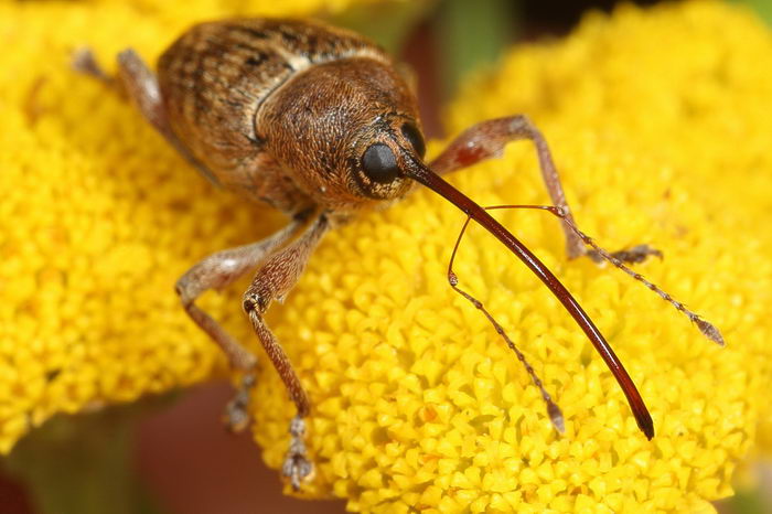 Долгоносик желудевый (Curculio glandium)