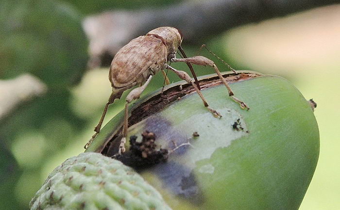 Долгоносик желудевый (Curculio glandium)