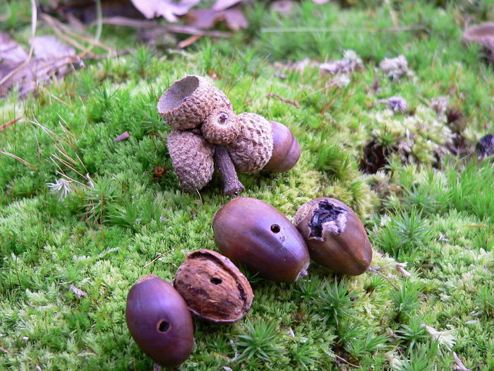 Долгоносик желудевый (Curculio glandium)