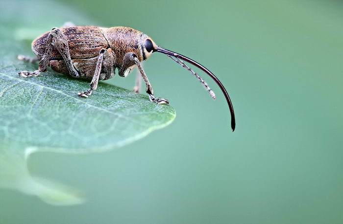 Долгоносик желудевый (Curculio glandium)