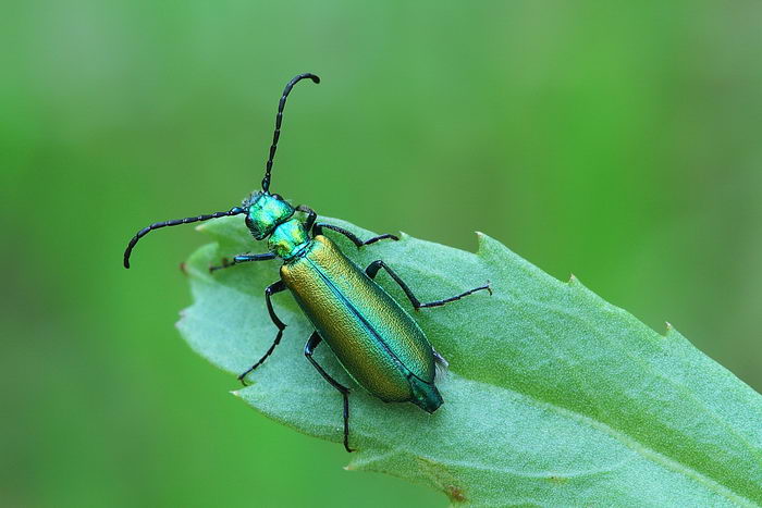 Шпанка ясеневая (Lytta vesicatoria)