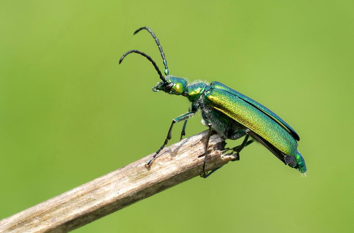 Шпанка ясеневая (Lytta vesicatoria)