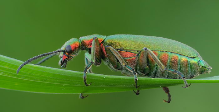 Шпанка ясеневая (Lytta vesicatoria)