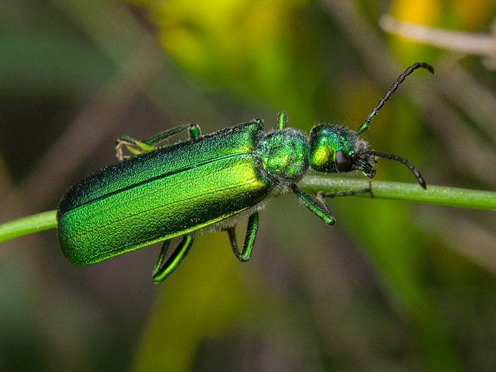 Шпанка ясеневая (Lytta vesicatoria)