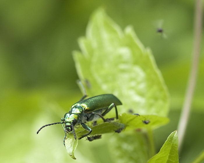 Шпанка ясеневая (Lytta vesicatoria)