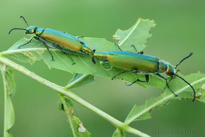 Шпанка ясеневая (Lytta vesicatoria)