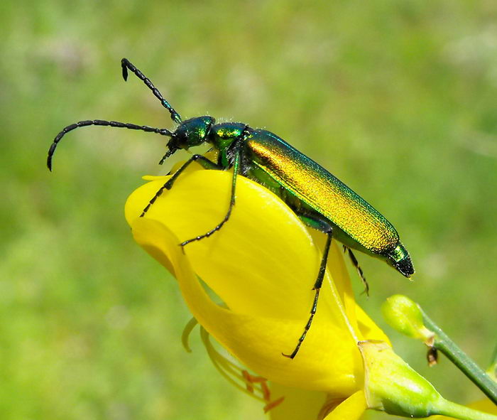 Шпанка ясеневая (Lytta vesicatoria)