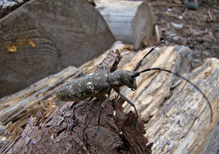 Жук усач большой еловый черный (Monochamus sartor)