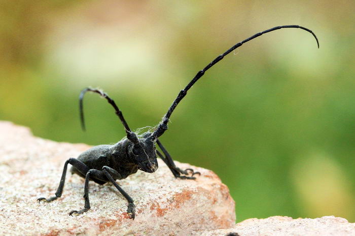 Жук усач большой еловый черный (Monochamus sartor)