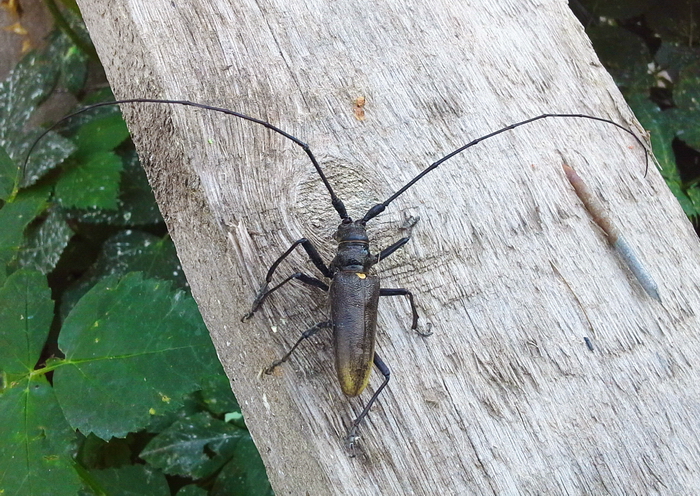 Жук усач пихтовый черный (Monochamus urussovi)