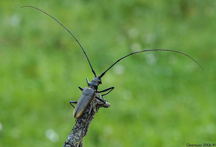 Жук усач пихтовый черный (Monochamus urussovi)