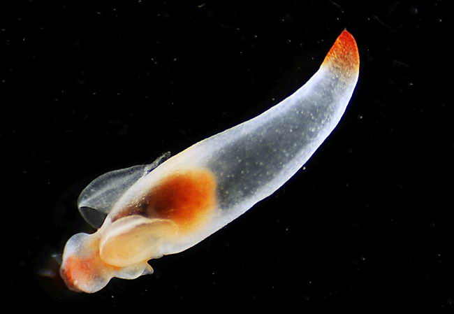 Морской ангел вида Clione limacina