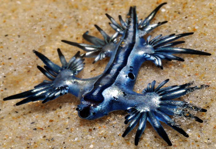 Glaucus atlanticus - моллюск глаукус