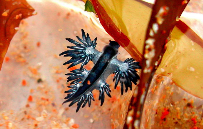 Glaucus atlanticus - моллюск глаукус