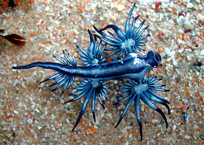 Glaucus atlanticus - моллюск глаукус