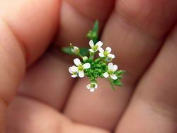 Резуховидка Таля (Arabidopsis thaliana)