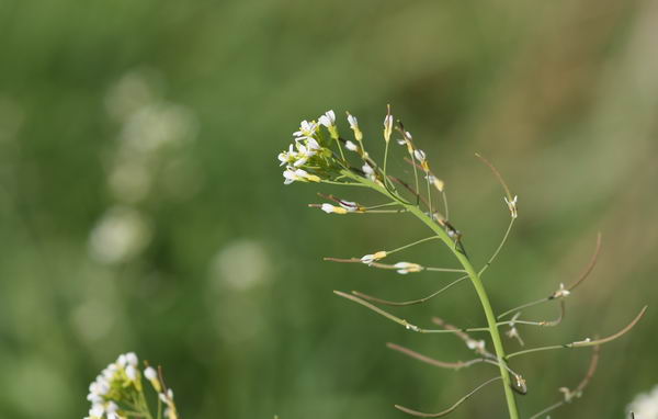 Резуховидка Таля (Arabidopsis thaliana)