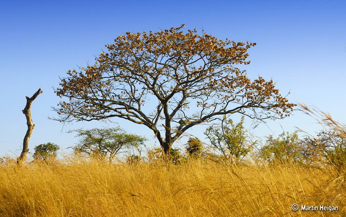 Птерокарпус (Pterocarpus angolensis)