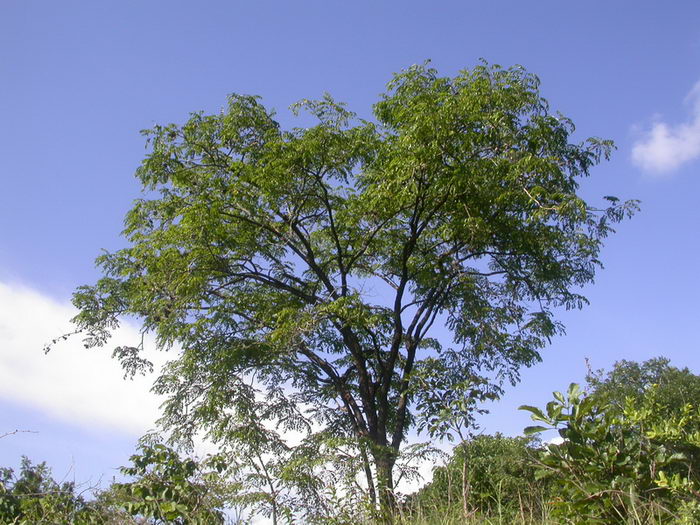 Птерокарпус (Pterocarpus angolensis)