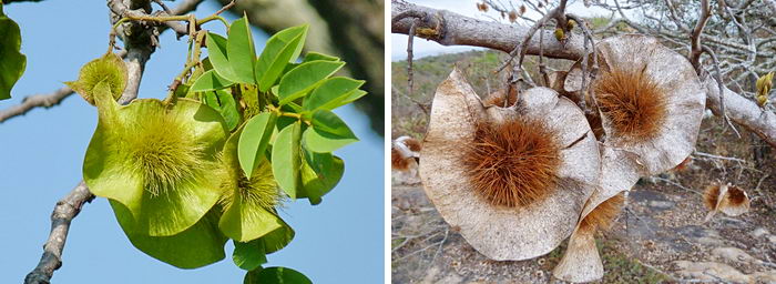 Птерокарпус (Pterocarpus angolensis)