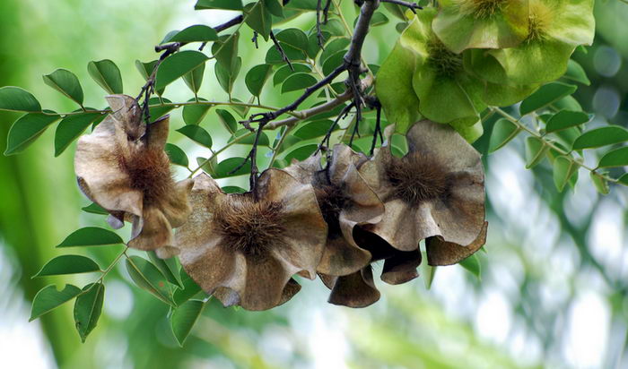 Птерокарпус (Pterocarpus angolensis)