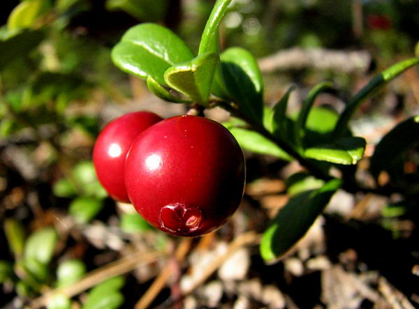 Брусника обыкновенная (Vaccinium vitis idaea)