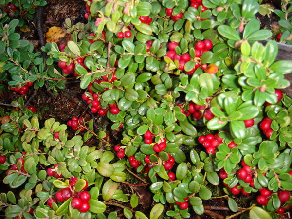 Брусника обыкновенная (Vaccinium vitis idaea)