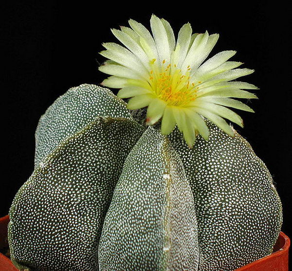 Бесколючковый кактус - Astrophytum muriostigma