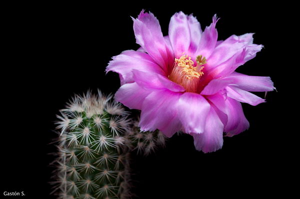 Echinocereus pentalophus Lemaire