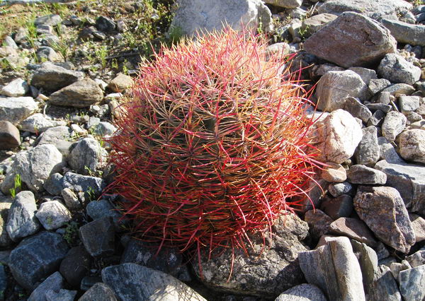 Ferocactus alanthodes