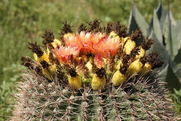 Пустынный кактус - Ferocactus wislizenii